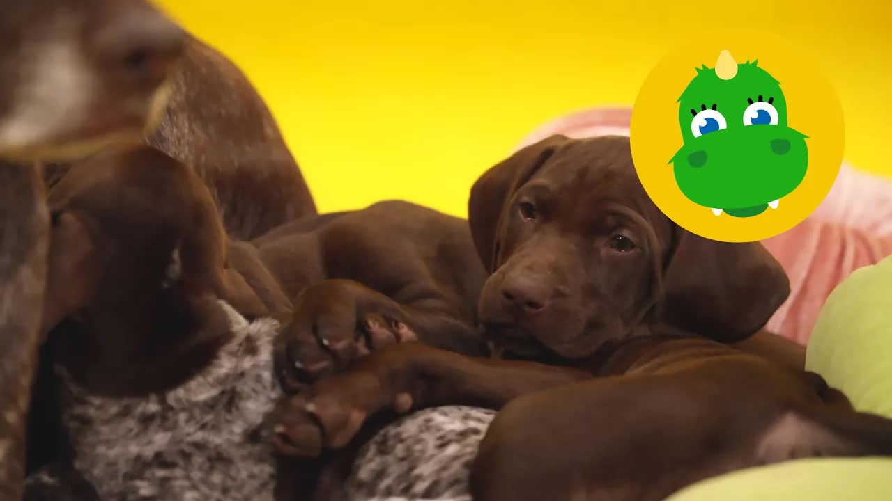 Bolibompa Mini: Hund, buss och kläder