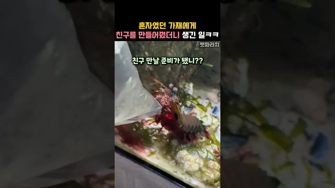 가재에게 친구를 만들어준 후 반응은?