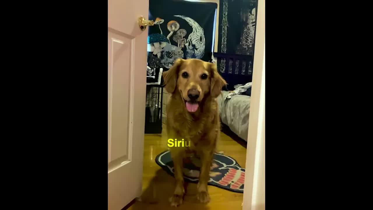Der besterzogene Hund der Welt
