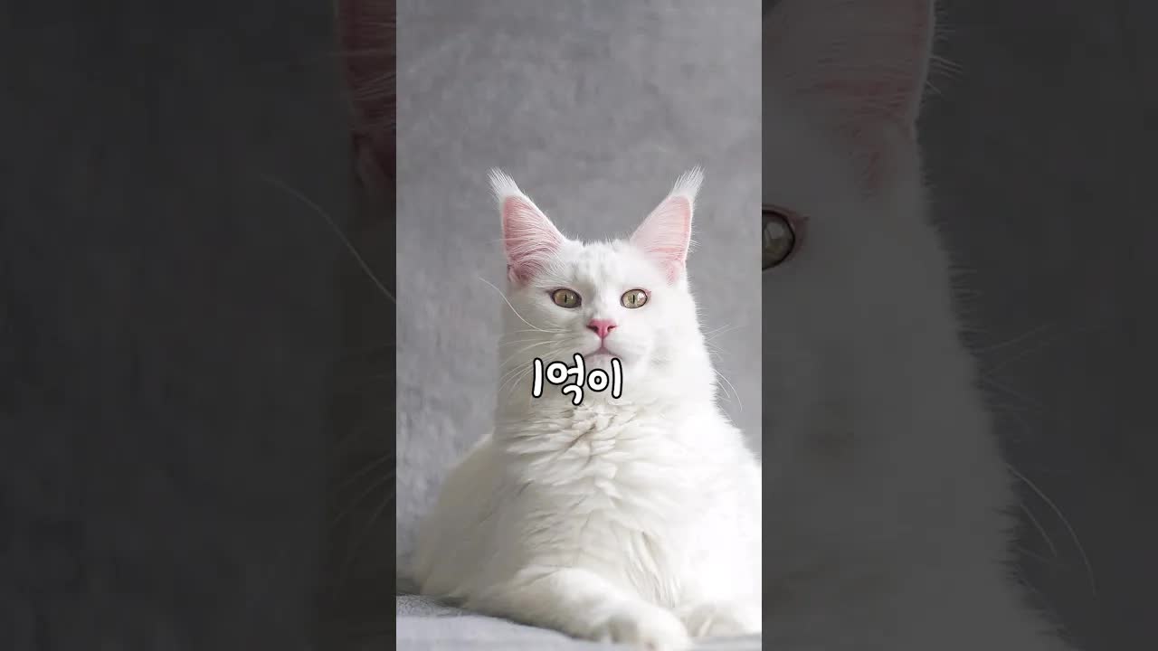 세상에서 가장 비싼 고양이 TOP7