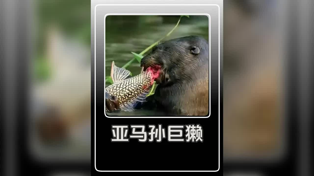 亞馬遜巨獺獵殺凱門鳄全过程
