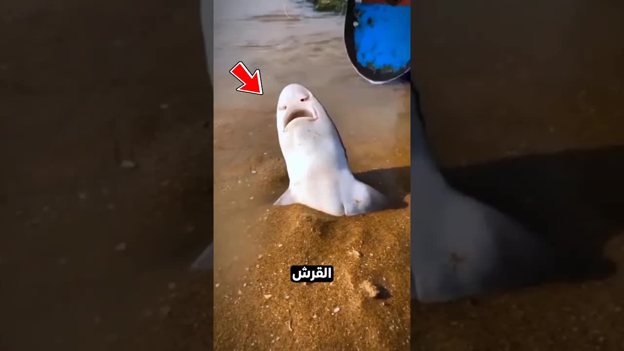لا تلمس صغير سمك القرش أبداً