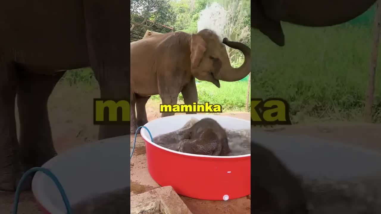 Šťastné slůně si užívá vodu ve vaně