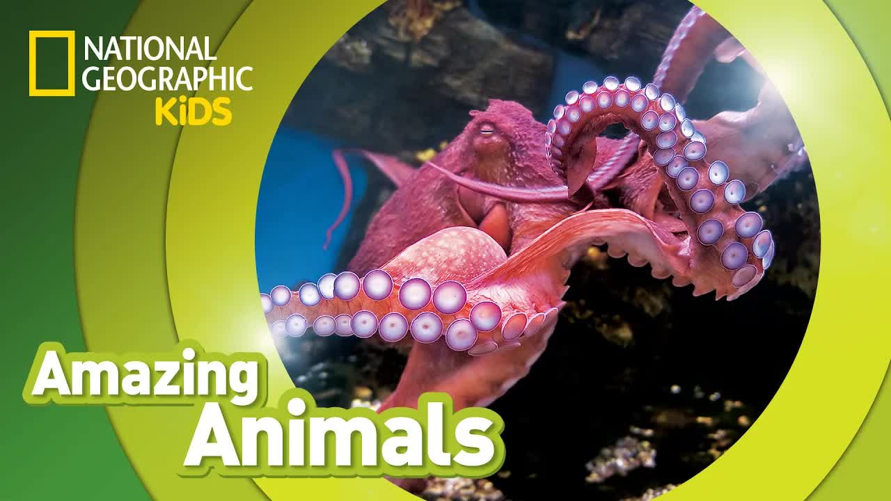 Amazing Facts About The Giant Pacific Octopus