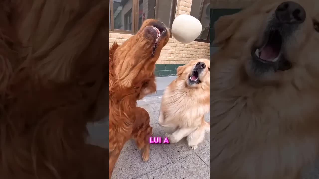 Des chiens affamés attrapent enfin du pain
