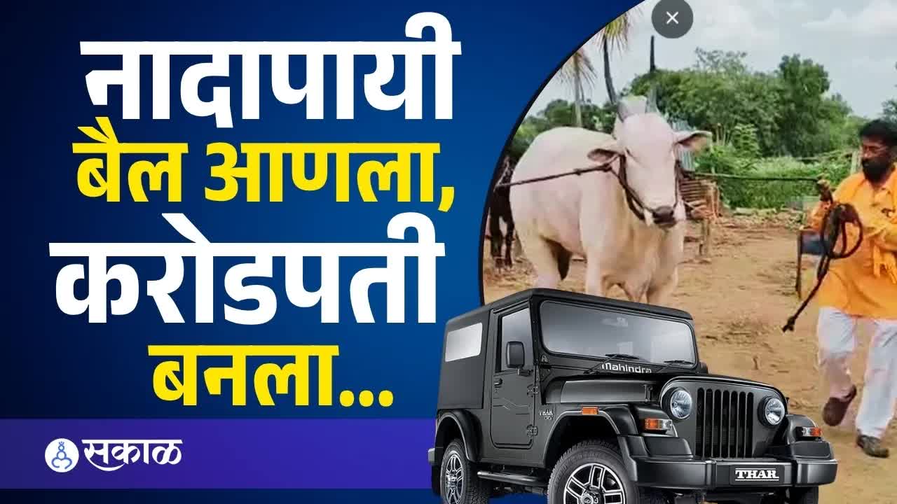 पंढरपूरचा बैल व्यापारी करोडपती बनला