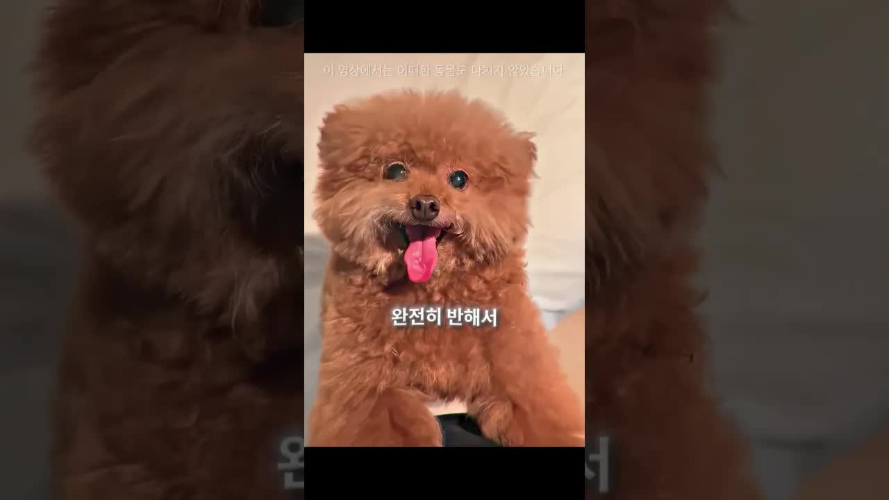 강아지 호텔에서의 숨바꼭질 이야기