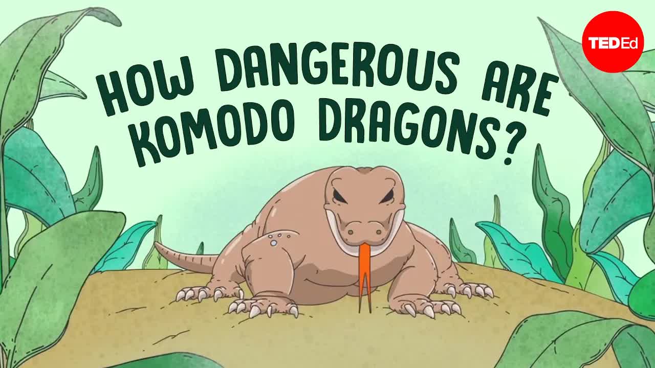 Bagaimana cara selamat dari gigitan komodo
