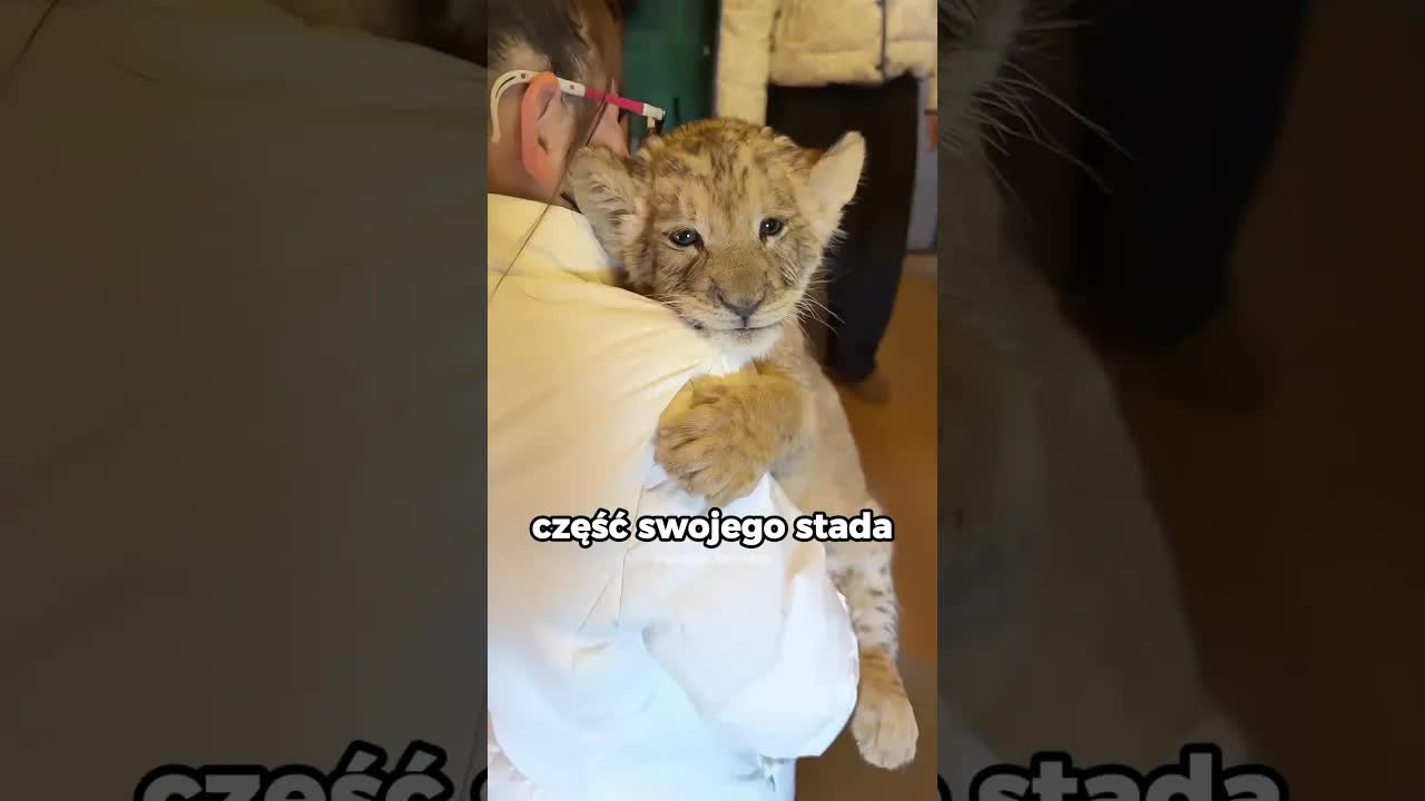 Dlaczego lwiątka ciągle liżą łapki?