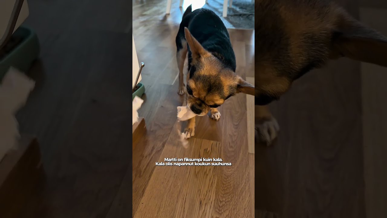 Nälkäinen chihuahua etsii kalkkunaa