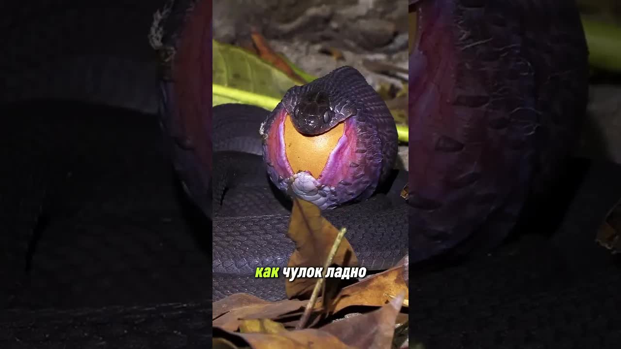 Как яичная змея ест яйца: удивительные факты