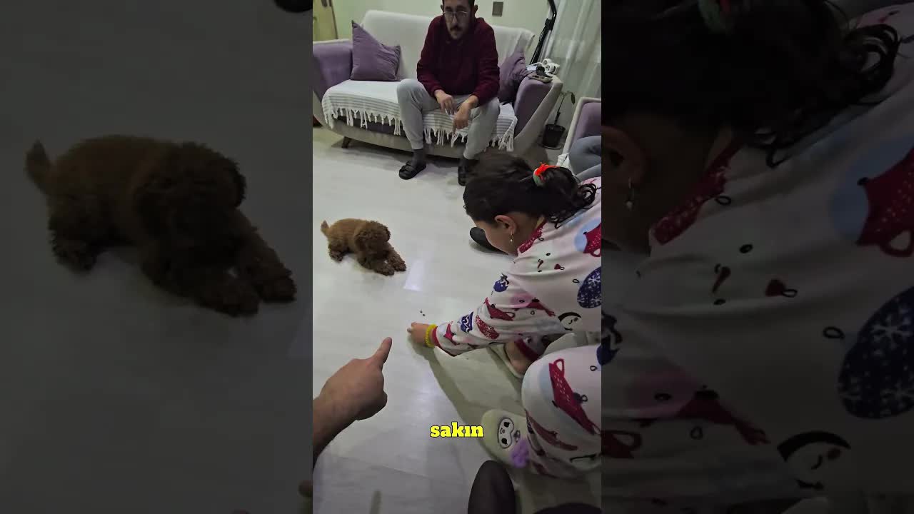 Köpeğe Otur ve Yat Komutları Öğretimi
