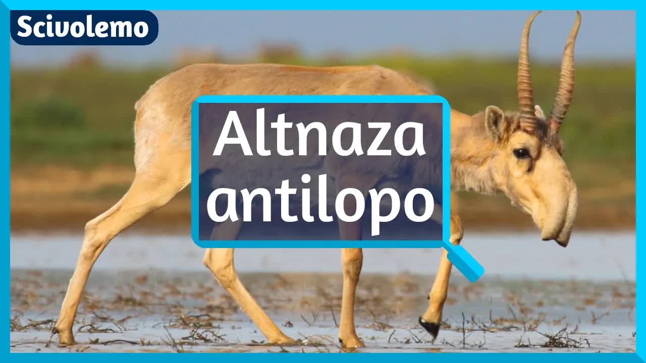 La rostra nazo de la altnaza antilopo