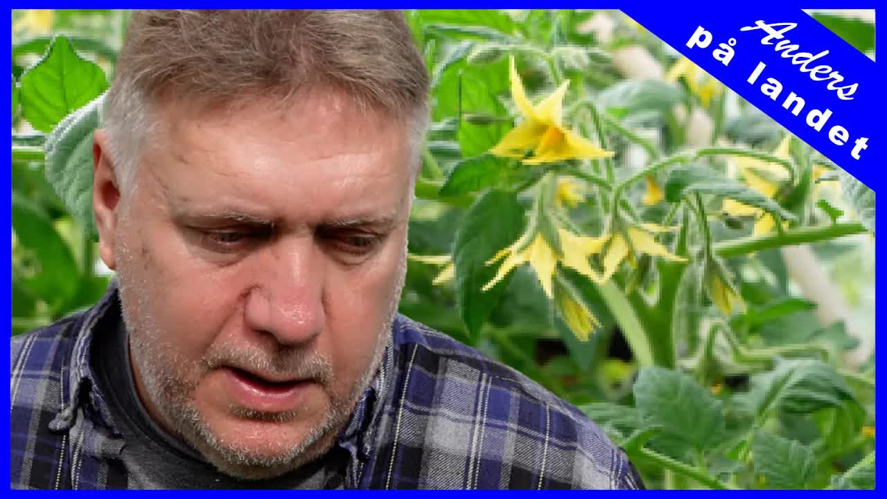 Varför min tomatskörd misslyckades i år