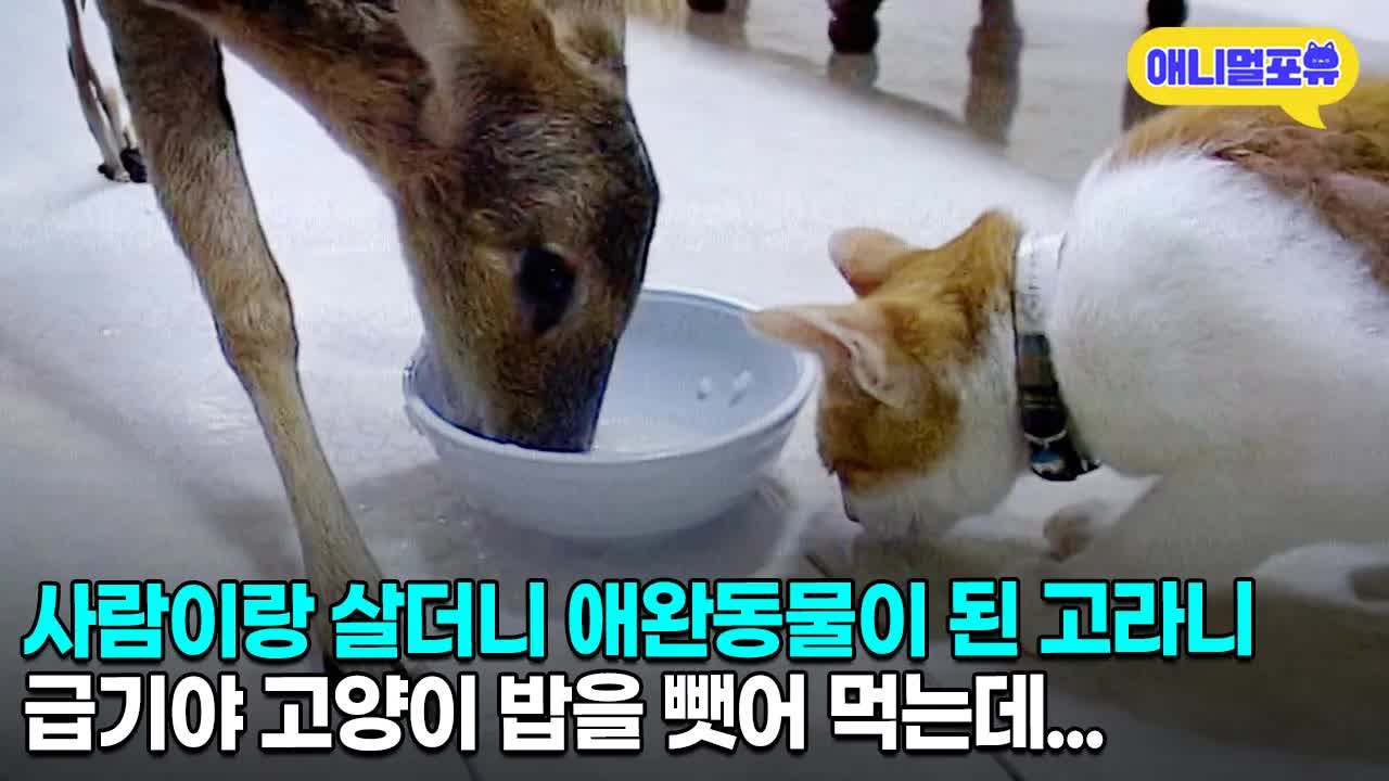 고양이 밥까지 뺏어 먹는 고라니의 하루