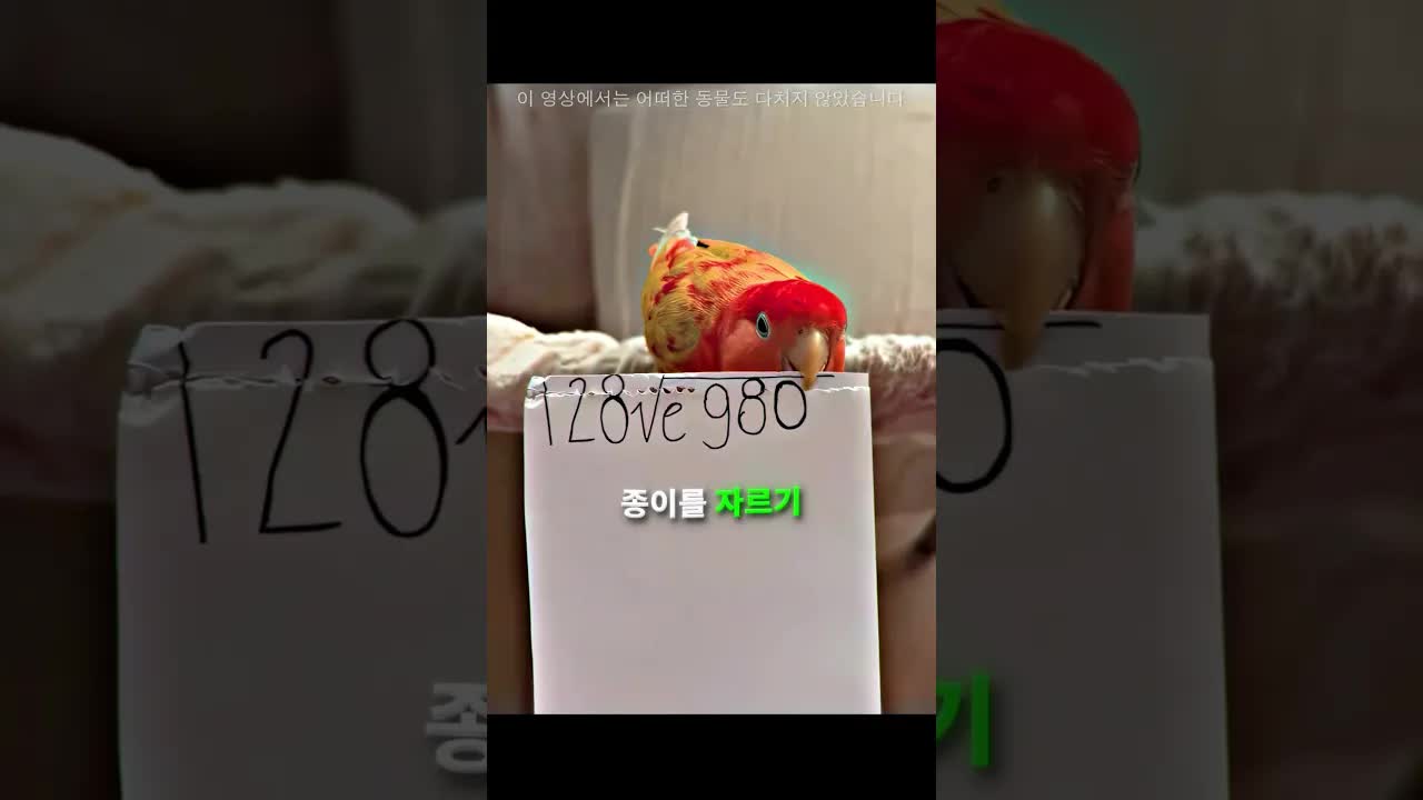 앵무새가 전한 사랑의 메시지