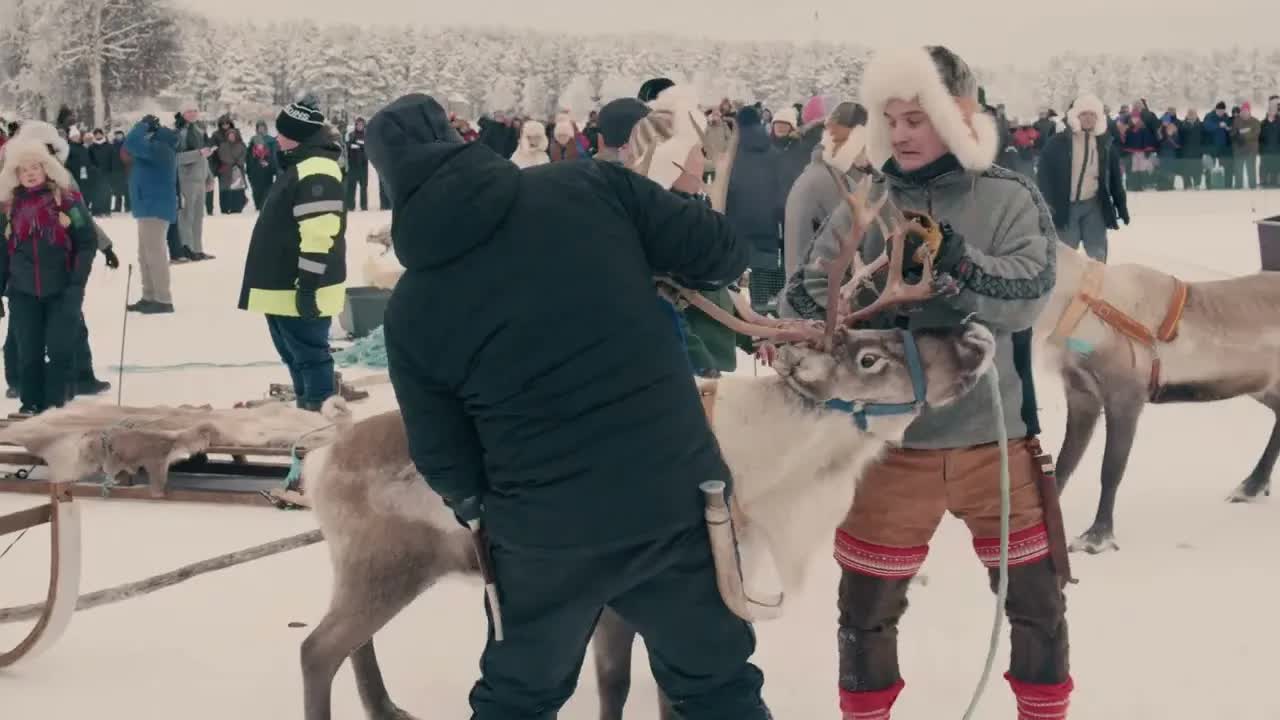 Renrace på Jokkmokks marknad