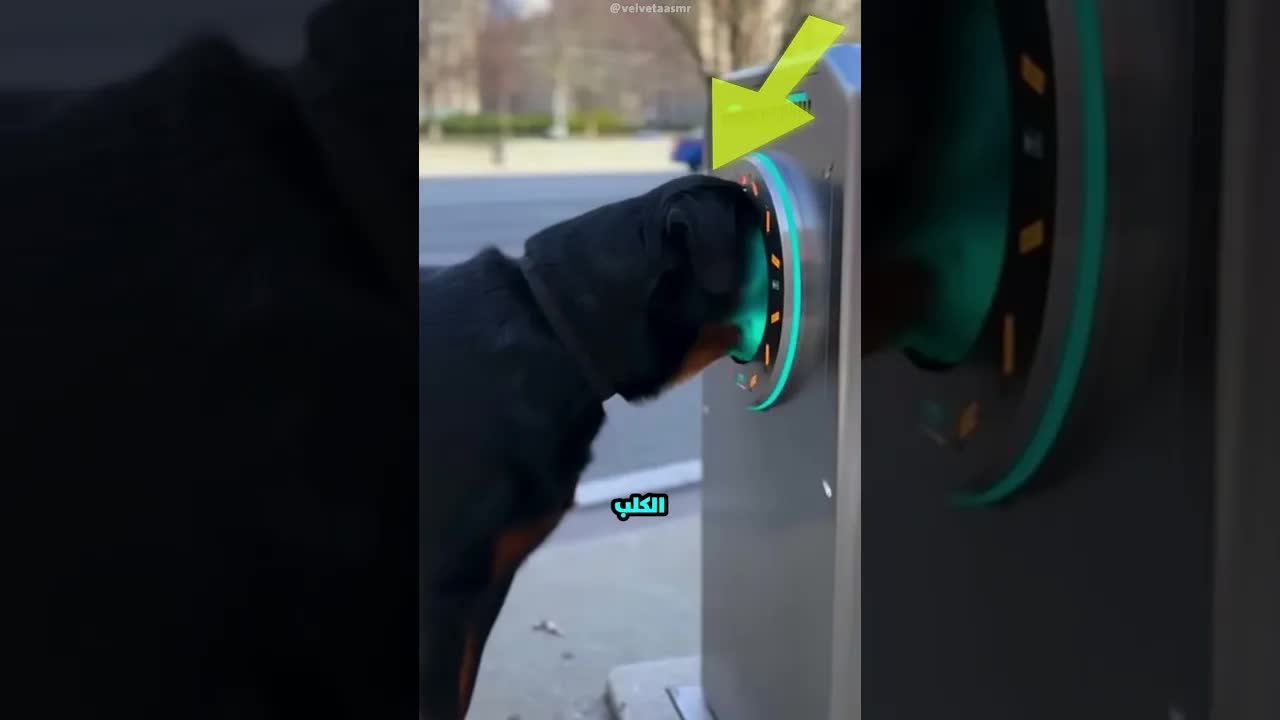 الكلب دخل راسه في ماكينة حلاقة ونتيجته صدم الجميع