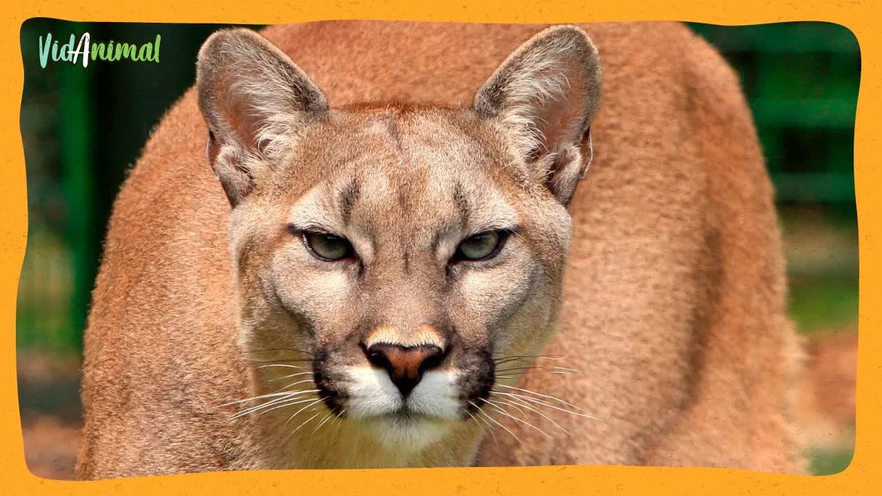 Todo sobre el puma: el cazador de las Américas