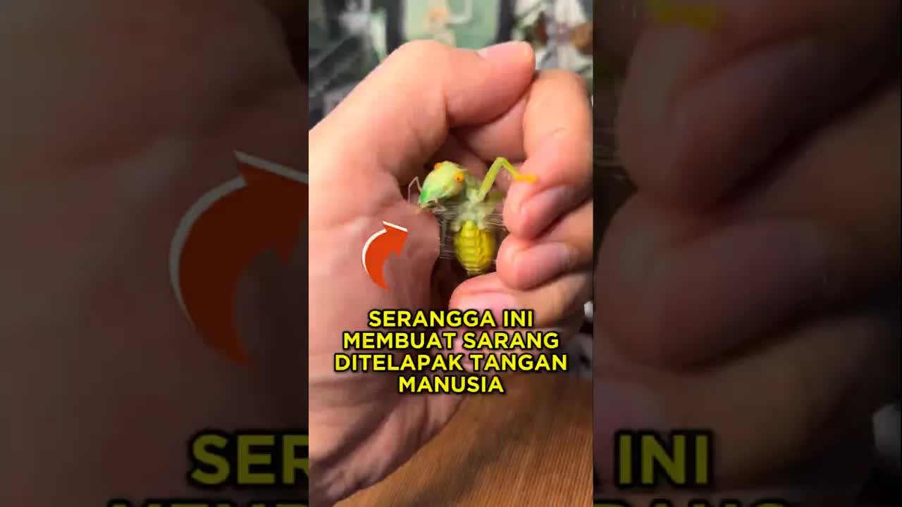 Serangga Membangun Sarang di Telapak Tangan