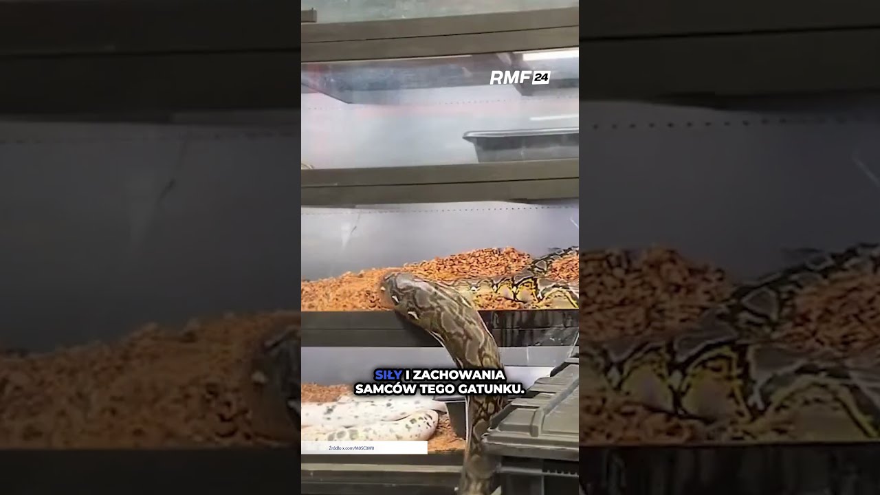 Gigantyczny wąż uciekł z terrarium po rozbiciu szyby