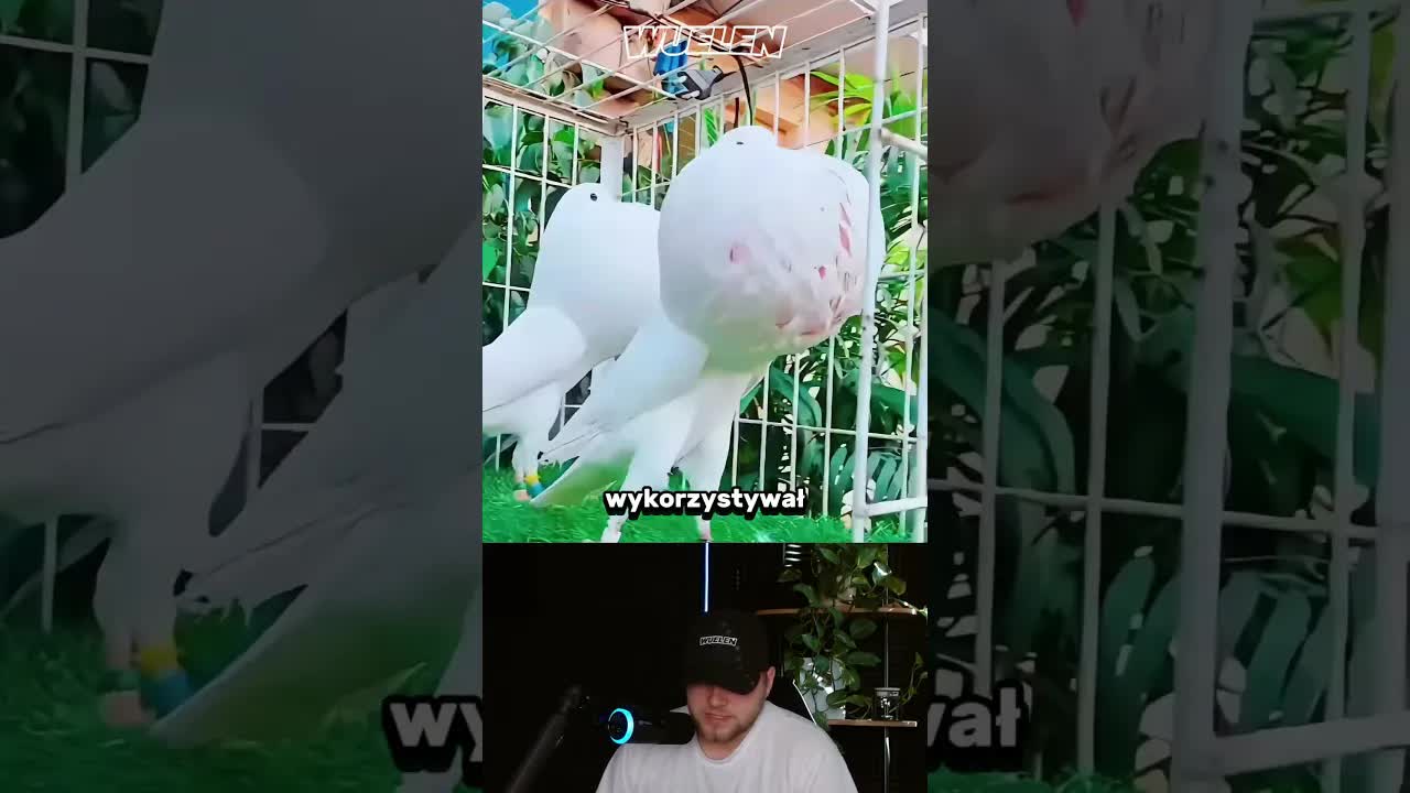 Jak ludzie zmienili gołębie przez selekcję