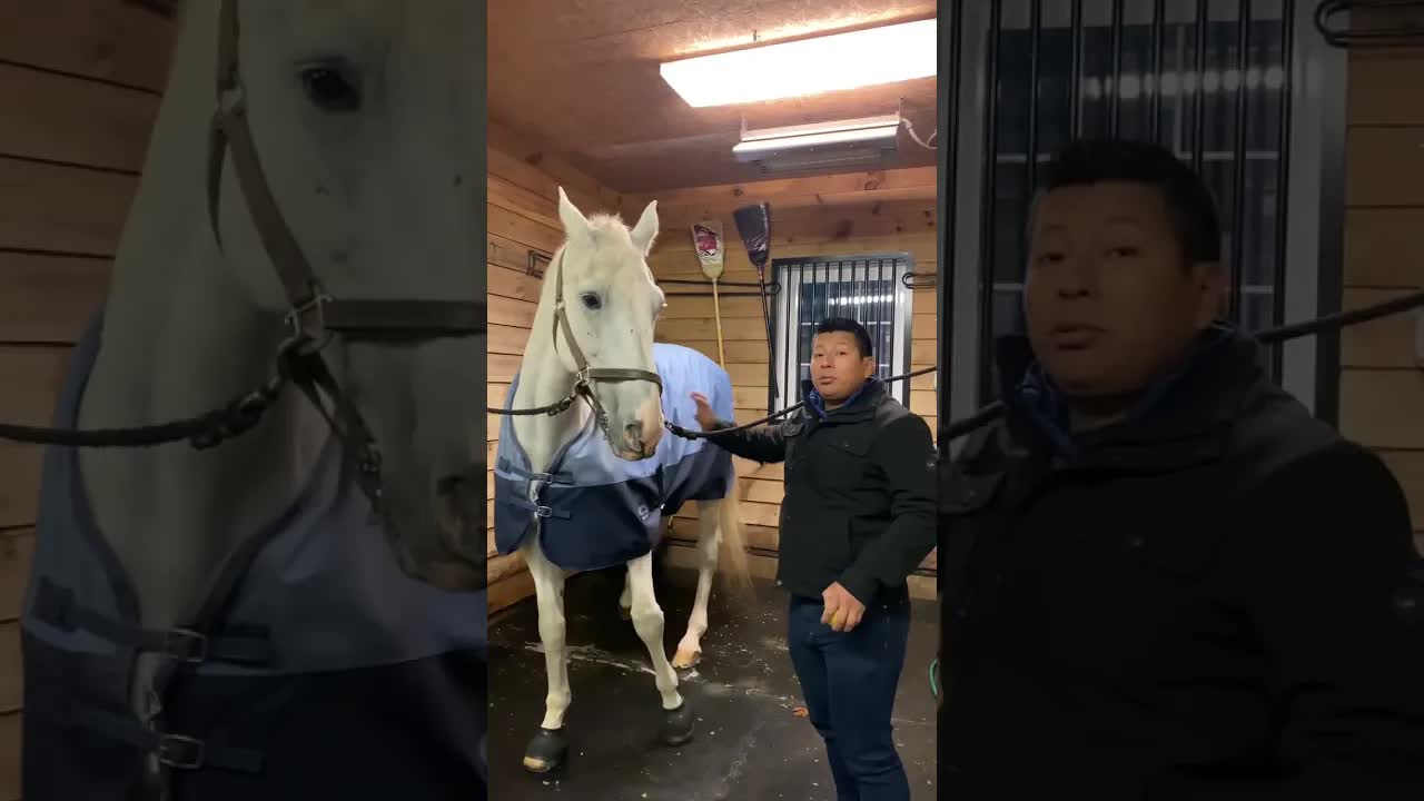 caballo olímpico de un millón y cómo lo alimento