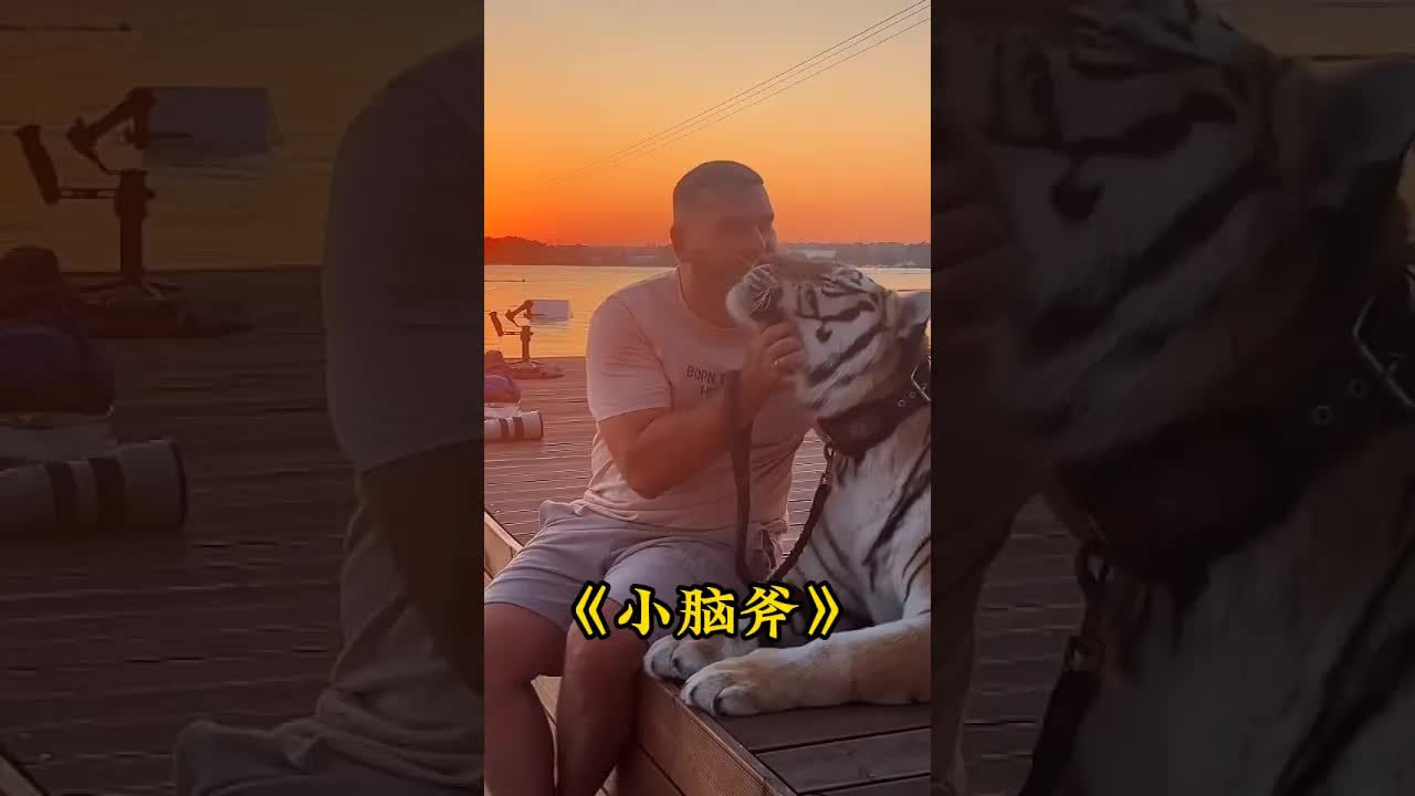 大叔收养迷路小老虎的温馨日常