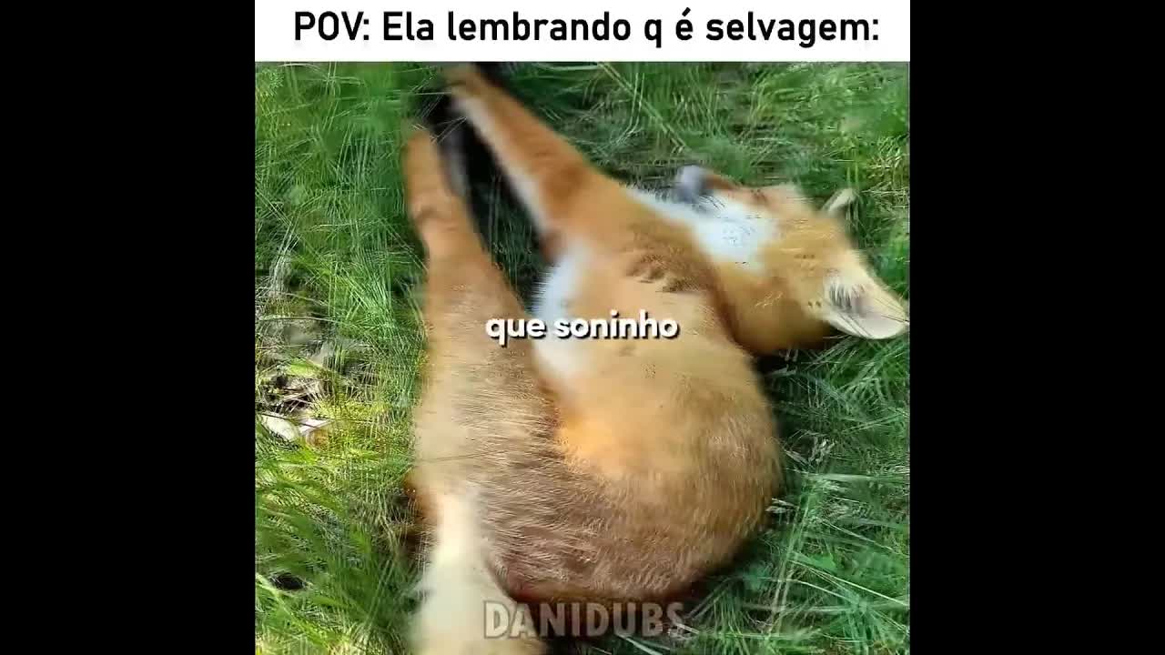 Uma raposa fofinha aparece na natureza