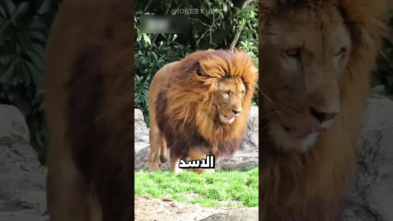 الأسد القديم الحقيقي ملك الغابة