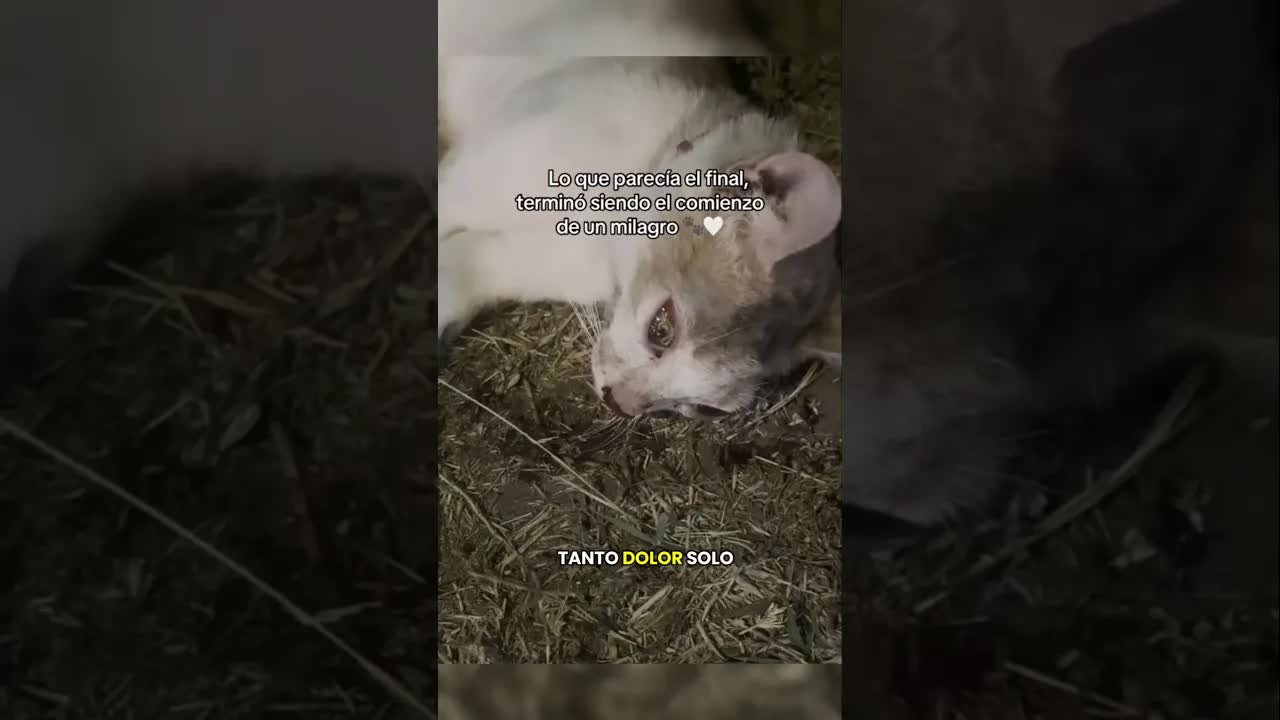 Encontré una gatita atropellada y la salvé