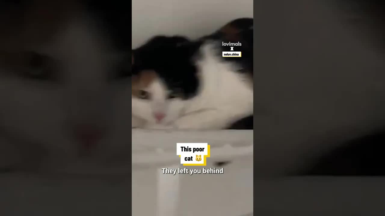 Finding a Forgotten Cat During a Cleaning Job