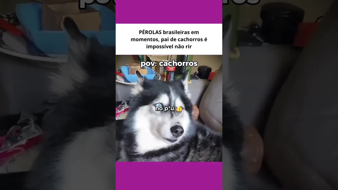 Pérolas de um pai de cachorros