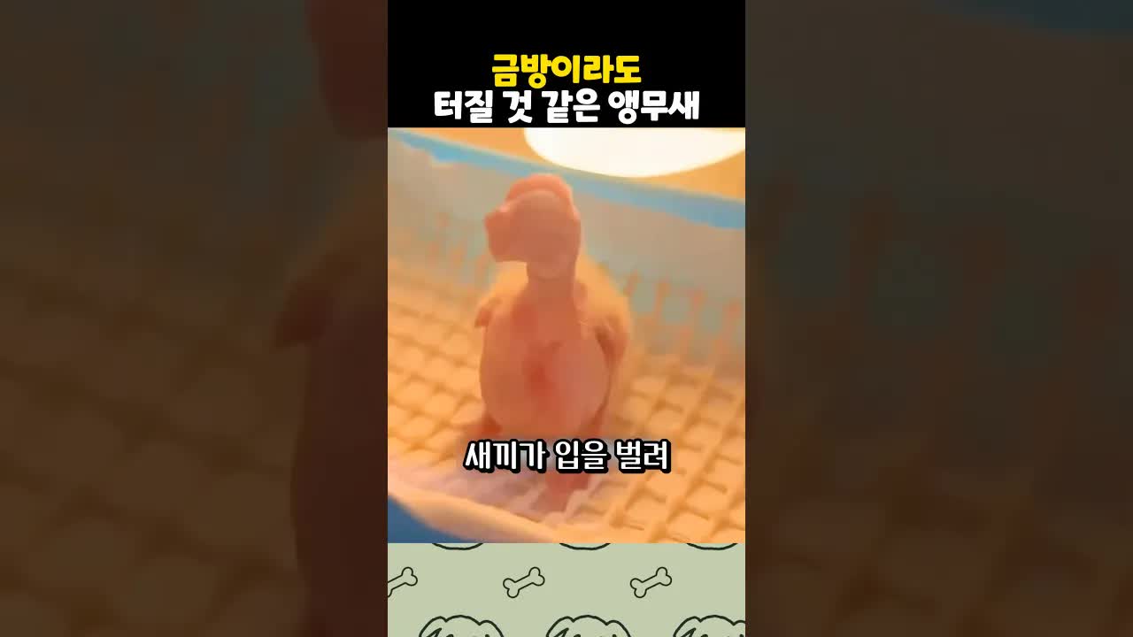 앵무새 새끼의 기이한 부풀음과 구조 이야기