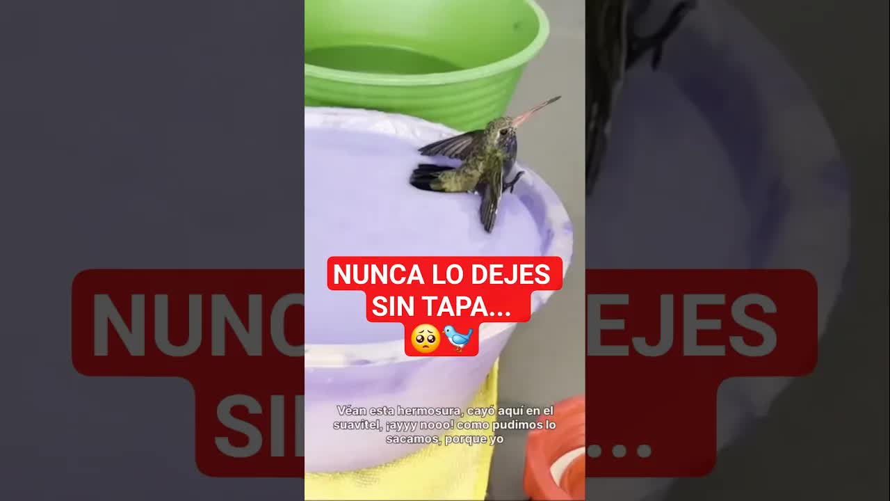 Un colibrí cayó en suavitel y lo salvamos