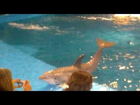 presentación de los delfines en el zoo de Barcelona