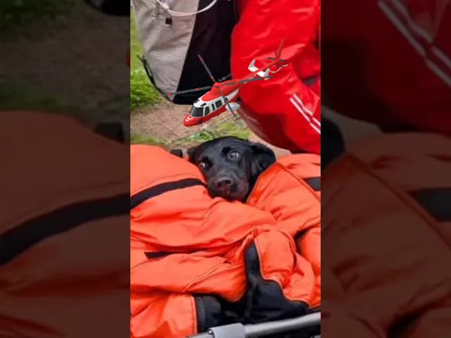 Tokio labrador kutyát helikopterrel mentettek meg