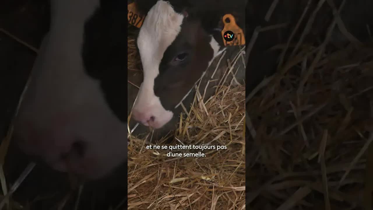 Deux triplettes de veaux nées dans une ferme