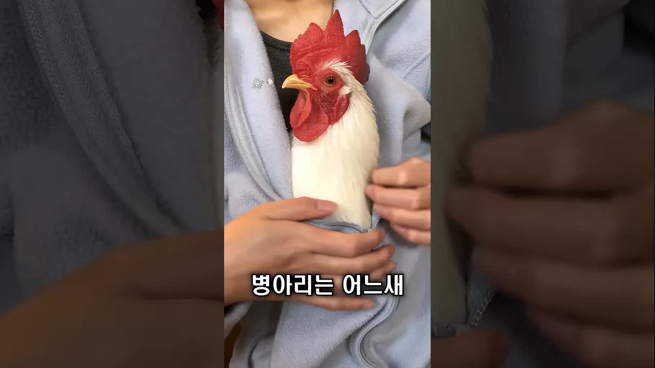 구조된 병아리와 남성의 따뜻한 동거