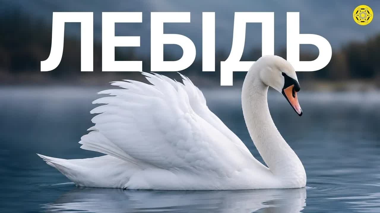 Як живуть лебеді: факти та звички