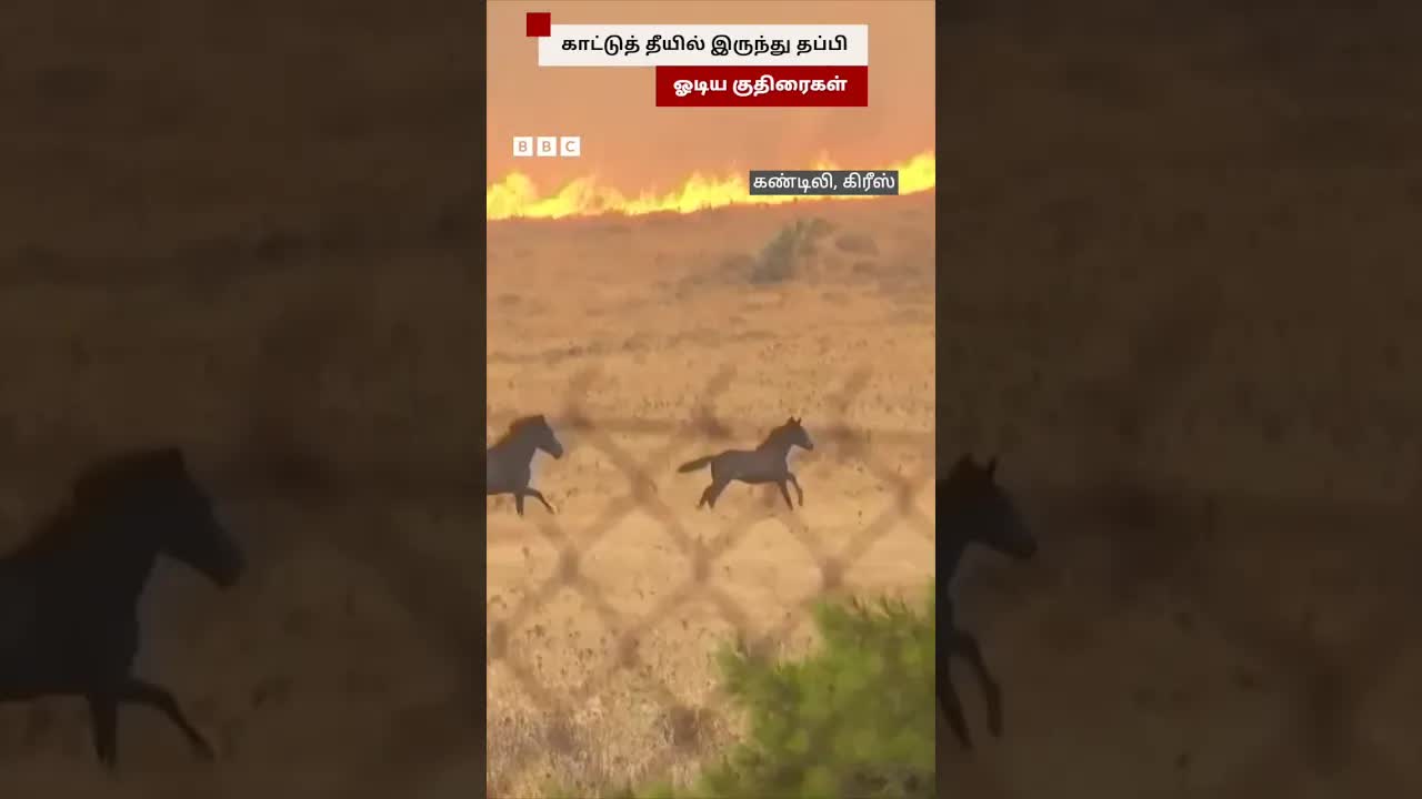 கிரீஸில் காட்டுத்தீயிலிருந்து குதிரைகள் தப்பி ஓடும் காட்சிகள்