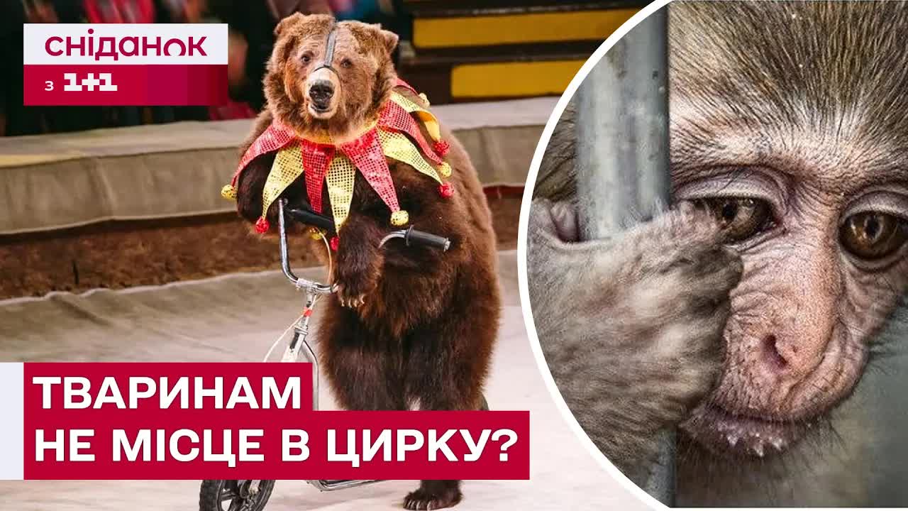 Тварини в цирку: розвага чи жорстокість?