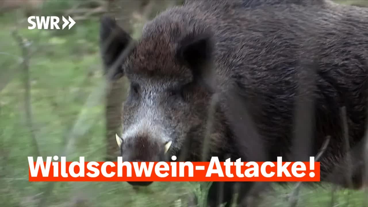 Angriff durch Wildschwein im Weinberg