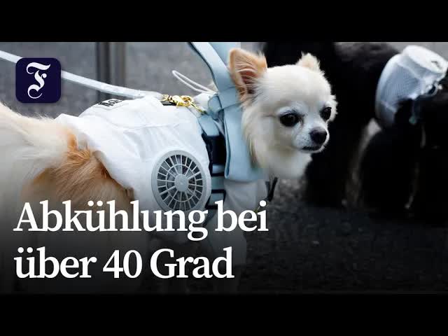 Kühlweste für Hunde gegen japanische Hitze