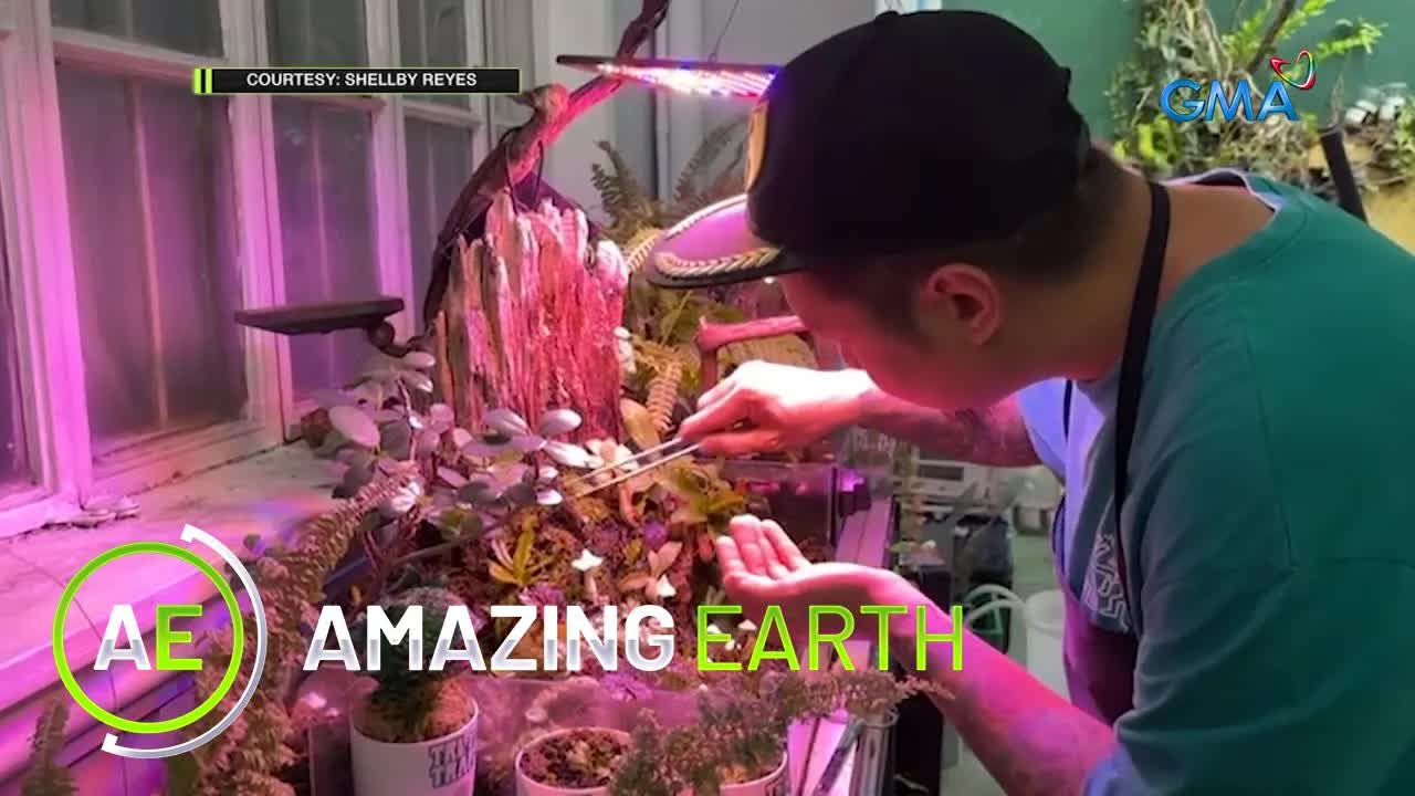 Mga halamang kumakain ng insekto at mga plantito
