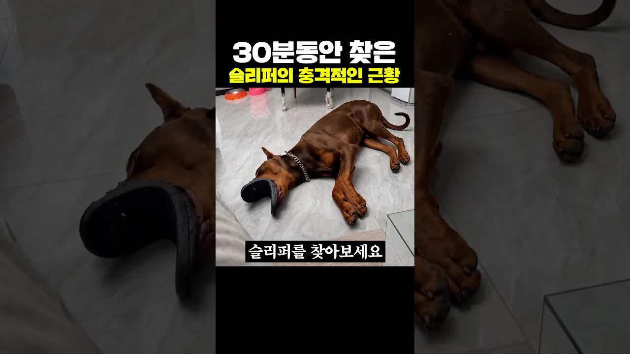 30분 동안 찾은 슬리퍼의 충격적인 근황