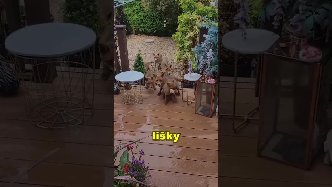 Lišky trpělivě čekají na své jídlo v zahradě
