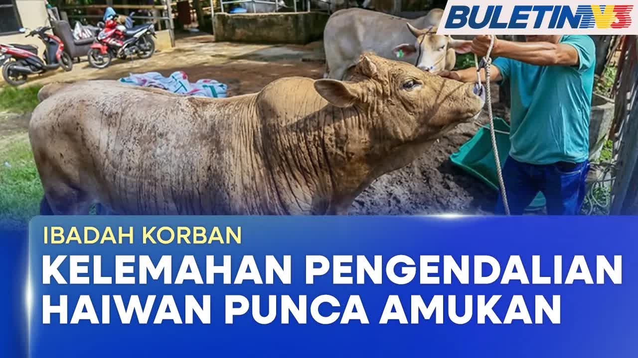 Insiden Haiwan Korban Bertindak Agresif