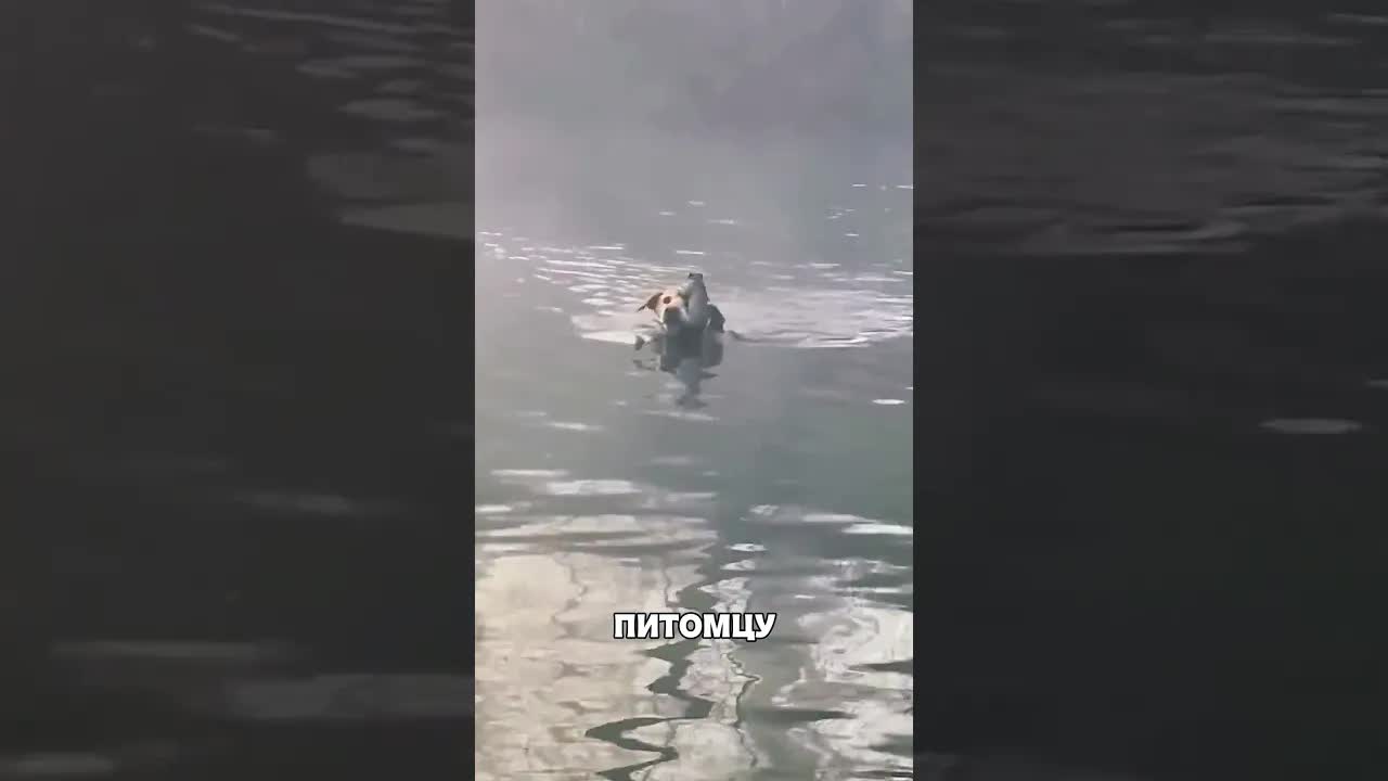Пёс спас белку из туманного леса с лодки