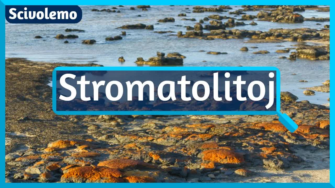 Stromatolitoj: antikvaj vivantaj ŝtonoj